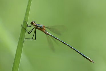 England, Smaragdlibelle, Lestes sponsa, Nahaufnahme - MJOF000560