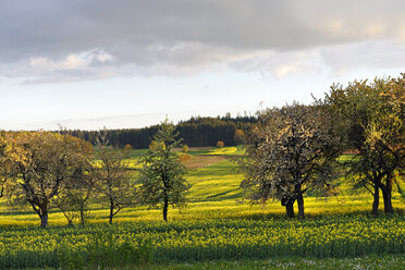 Germany, Bavaria, Happurg, Schupf, rape field and trees - LB000791