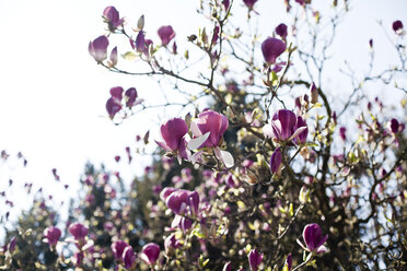 Germany, North Rhine-Westphalia, Cologne, Blossoming magnolia - FEXF000146