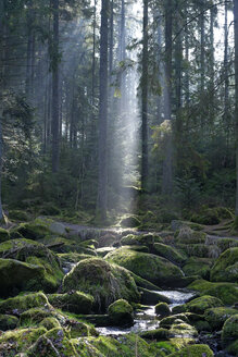 Deutschland, Bayern, Niederbayern, Bayerischer Wald, Waldkirchen, Saussbachschlucht und Sonnenstrahl - LB000781