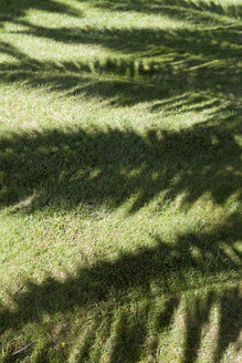 Portugal, Sintra, shadow of a palm tree - FAF000002