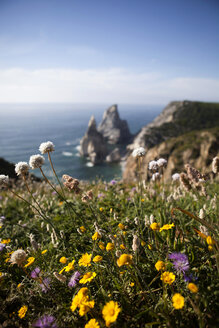 Portugal, Sintra, Praia da Ursa, Blumen an der Küste - FAF000015