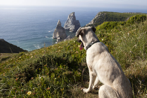 Portugal, Sintra, Praia da Ursa, dog at the coast - FA000017