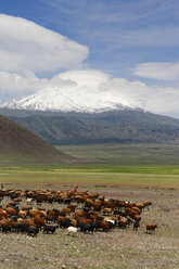 Türkei, Ostanatolien, Provinz Agri, Berg Ararat, Schafherde - SIE005644