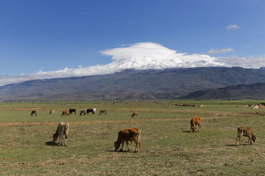 Türkei, Ostanatolien, Provinz Agri, Berg Ararat, Kühe auf einer Wiese - SIE005649