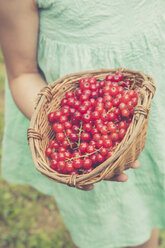 Kleines Mädchen hält Korb mit roten Johannisbeeren, Teilansicht - LVF001620