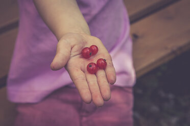 Die Handfläche eines kleinen Mädchens hält vier rote Johannisbeeren - LVF001628