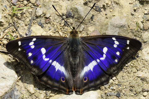 Purpurkaiser, Apatura iris, mit ausgebreiteten Flügeln auf dem Boden sitzend, lizenzfreies Stockfoto