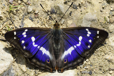 Purple Emperor, Apatura iris, with spread wings sitting on soil - MJOF000565