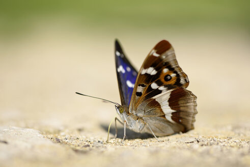 Purpurkaiser, Apatura iris, sitzend auf Sand - MJOF000569