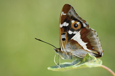 Purple Emperor, Apatura iris, sitting on leaf in front of green background - MJOF000571
