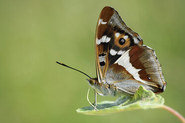 Purpurkaiser, Apatura iris, sitzend auf Blatt vor grünem Hintergrund - MJOF000571