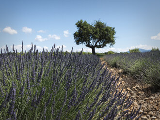 Frankreich, Provence, Hochebene von Valensole, Lavendelfeld, Lavandula - MKFF000004