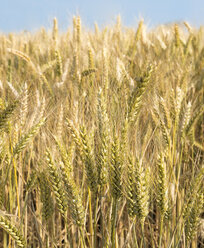 Frankreich, Normandie, Weizenfeld, Triticum - MKFF000005