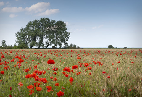 Frankreich, Normandie, Mohnfeld, Papaver rhoeas, lizenzfreies Stockfoto