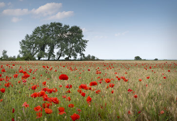 France, Normandy, Poppy field, Papaver rhoeas - MKFF000006