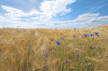 Gerstenfeld und Kornblumen vor bewölktem Himmel - MHF000320