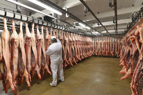 Butcher checking sides of pork in cold store of a slaughterhouse - LYF000206