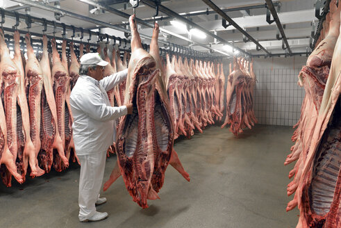 Butcher checking sides of pork in cold store of a slaughterhouse - LYF000187