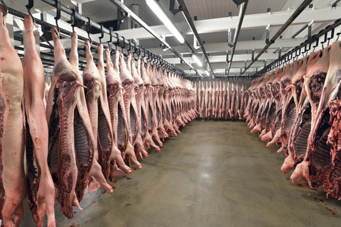 Schweinehälften im Kühlhaus eines Schlachthofs, lizenzfreies Stockfoto