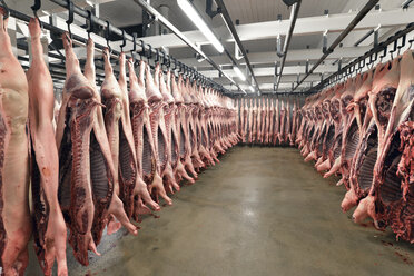 Schweinehälften im Kühlhaus eines Schlachthofs - LYF000192
