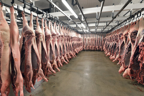 Sides of pork in cold store of a slaughterhouse - LYF000192