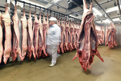 Sides of pork in cold store of a slaughterhouse - LYF000193