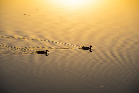 Deutschland, Bayern, Allgäu, Ostallgäu, Forggensee bei Sonnenaufgang, Zwei Enten, lizenzfreies Stockfoto