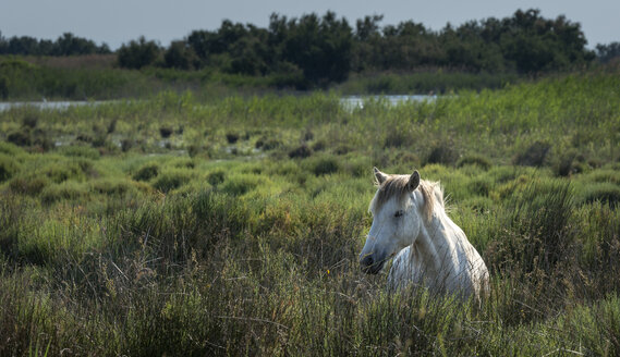 Frankreich, Camargue, Camargue-Pferd im hohen Gras - MKFF000015