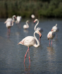Frankreich, Camargue, Große Flamingos im Wasser - MKFF000018