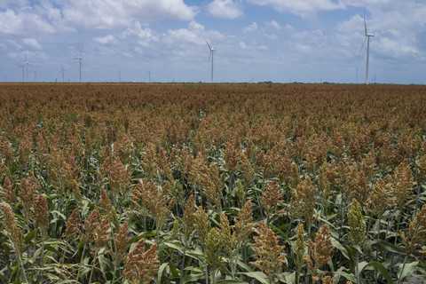 USA, Texas, Feld mit jungen Maispflanzen und Windrädern im Hintergrund, lizenzfreies Stockfoto