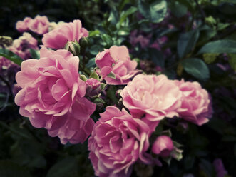 Rosen (Rosa), Blüten - MYF000510