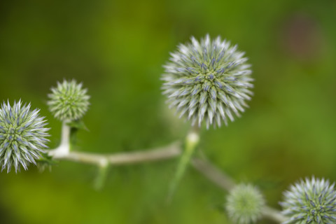 Deutschland, Kugeldistel, Echinops, lizenzfreies Stockfoto