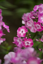 Deutschland, Phloxblume, Phlox - MYF000497