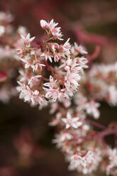 Deutschland, Gewöhnlicher Hauswurz, Sempervivum tectorum, Blüte - MYF000489