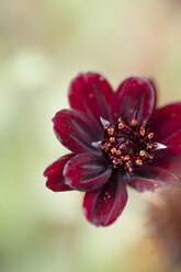 Germany, Chocolate flower, Berlandiera lyrata - MYF000498