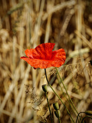Blüte des roten Mohns, Papaver rhoeas, vor einem Feld - HOHF000914