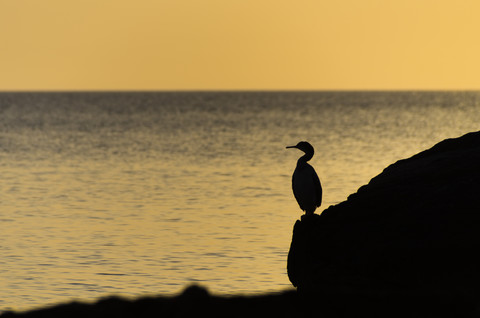 Spanien, Balearische Inseln, Menorca, Krähenscharbe, Phalacrocorax aristotelis, stehend auf einem Felsen vor dem Meer, lizenzfreies Stockfoto