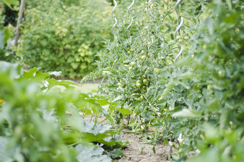 Tomatoes growing in a garden - CZF000159