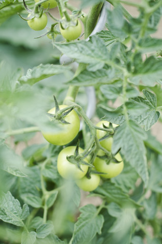 Tomaten in einem Garten, lizenzfreies Stockfoto