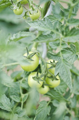 Tomatoes growing in a garden - CZF000160