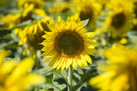 Sonnenblumenfeld, Helianthus annuus, Teilansicht, lizenzfreies Stockfoto