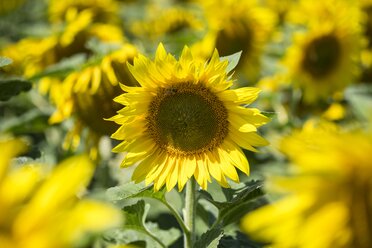 Sunflower field, Helianthus annuus, partial view - ELF001174