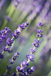 Blossoms of lavender, Lavendula - ELF001178