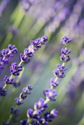 Blüten von Lavendel (Lavendula) - ELF001178