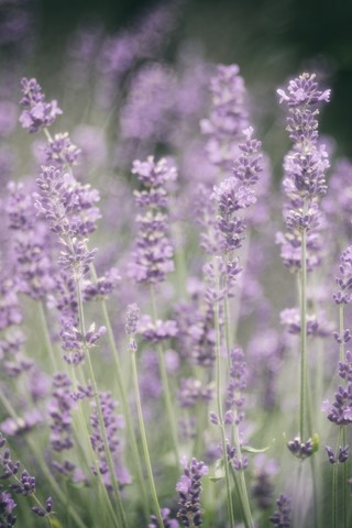 Blüten von Lavendel (Lavendula), lizenzfreies Stockfoto