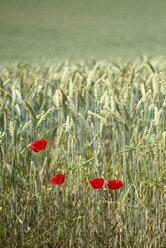Four poppies, Papaver, in front of a wheat field, Triticum aestivum - ELF001180
