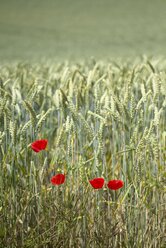 Vier Mohnblumen, Papaver, vor einem Weizenfeld, Triticum aestivum - ELF001180