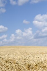 Gerstenfeld, Hordeum vulgare, vor bewölktem Himmel - ELF001182