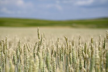 Landschaft mit Weizenfeld, Triticum aestivum, im Vordergrund - ELF001183